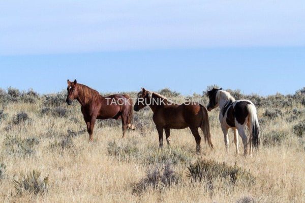 The History of Horses in North America - Tack Trunks