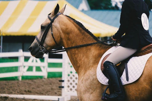 Hunter vs. Jumper: The Complete Comparative Guide