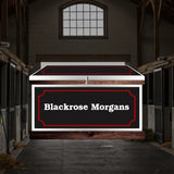 Large Phoenix West Tack Trunk - Customer's Product with price 1148.95 ID 1Ng2FQtg-CZe_224rtI9cjyd