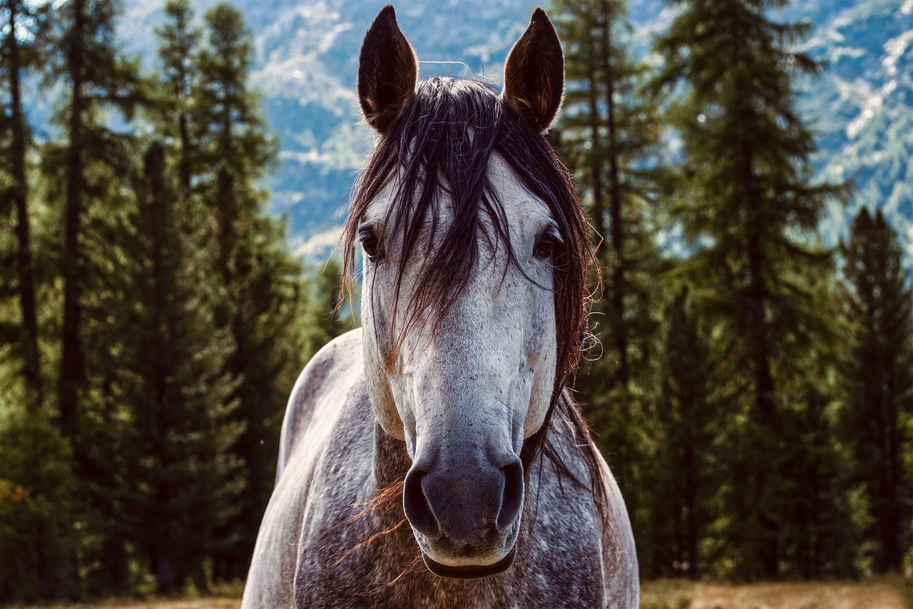 15 Fascinating Horse Facts