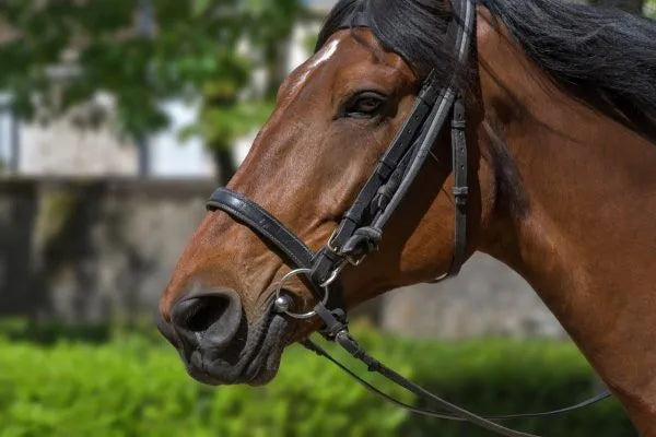 50 Horse Facts You Probably Didn’t Know