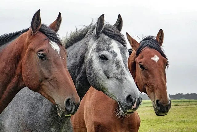 How to Select a Horse Breed
