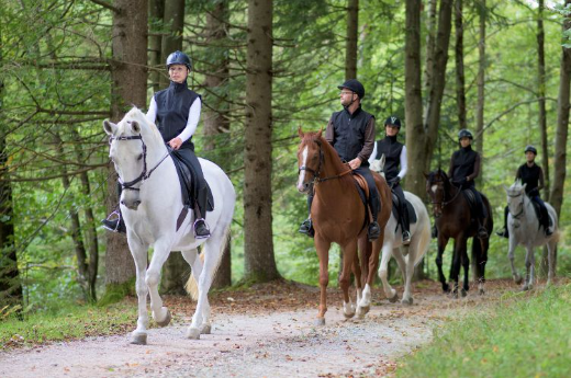 Your Guide to Horse Riding Styles and Their Popular Disciplines