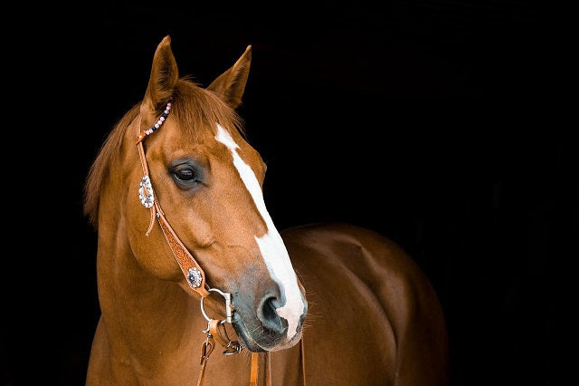 What is Horse Tack?